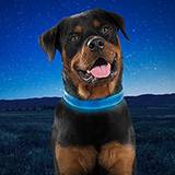 NightDog Rechargeable Blue LED Lighted Dog Collar Large