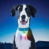 SpotLit XL Disc-O Select Rechargeable LED Collar Light