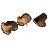 Pod Heads Natural Decoration and Habitat for Isopods