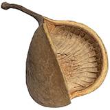 Buddha Nut Pod for terrariums and isopods
