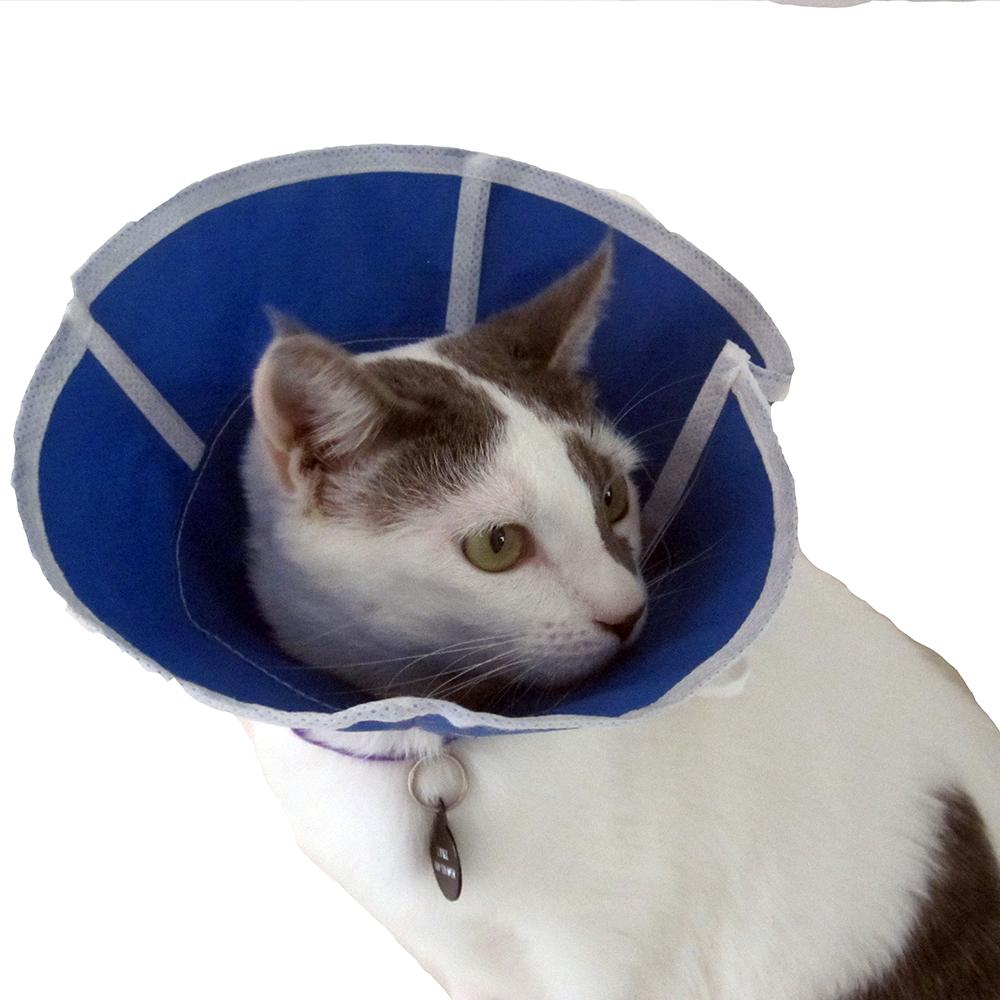 e cone for cats