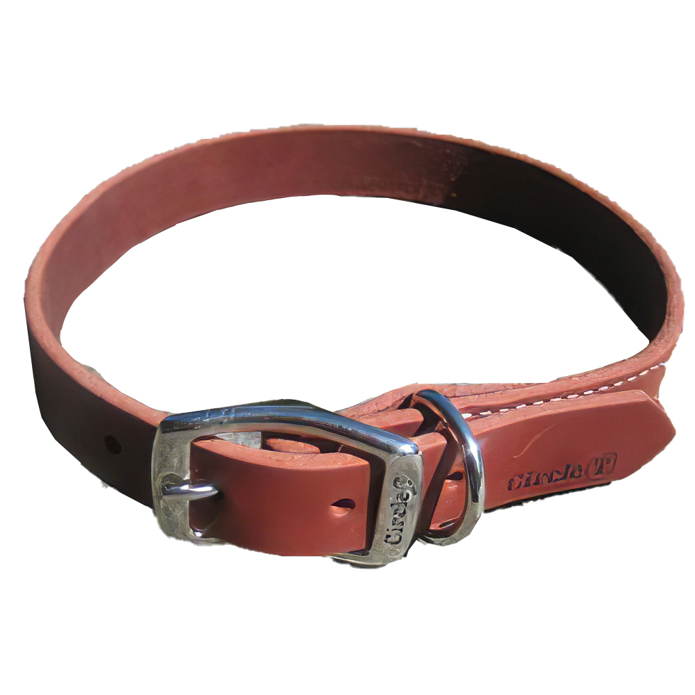 Circle T Latigo Single Layer Leather Dog Collar 24 inch