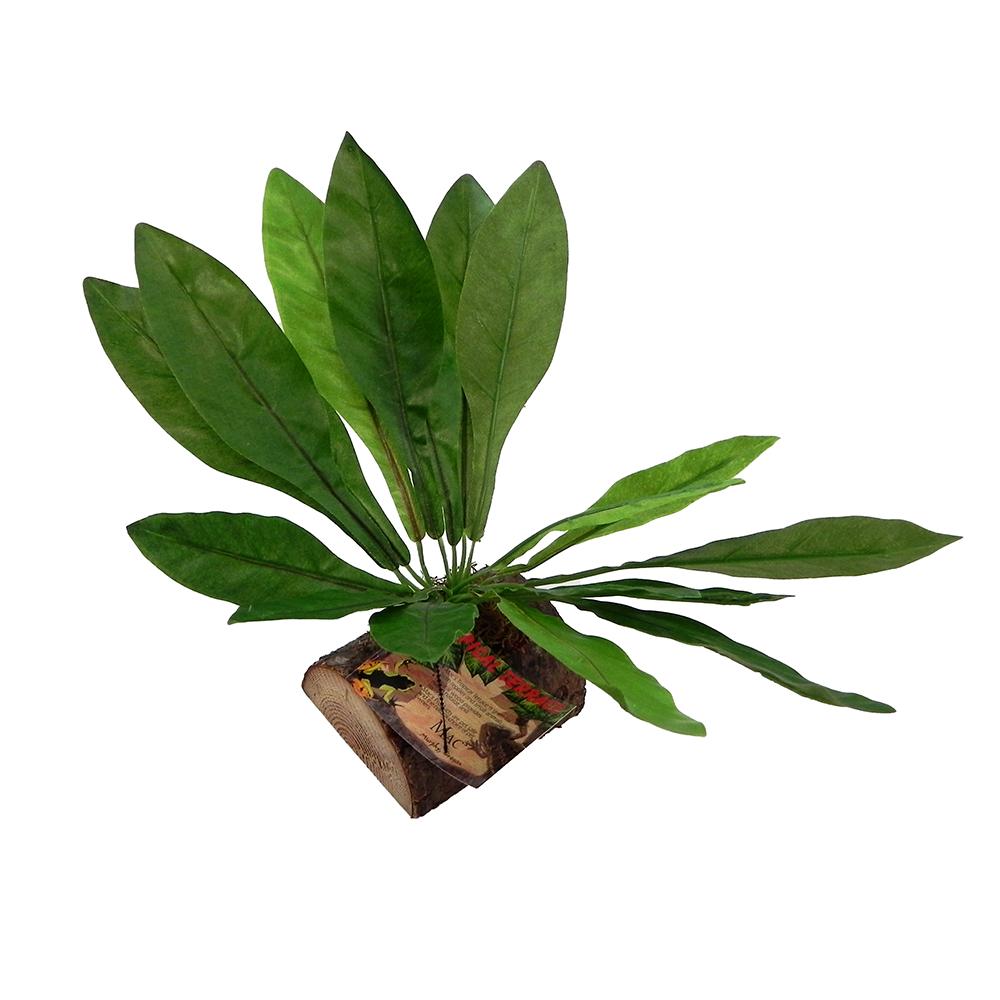 Tropical Terrace Birds Nest Terrarium Plant