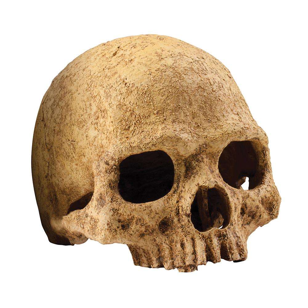 Exo Terra Primate Skull Terrarium Ornament