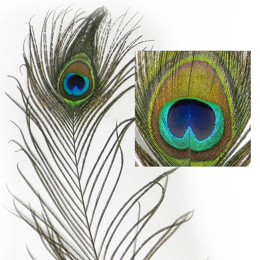 Natural Peacock Feather Cat Toy