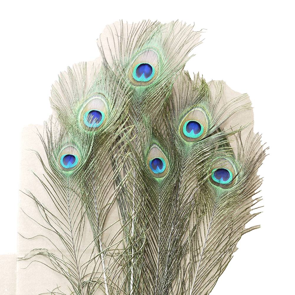 Natural Peacock Feather Cat Toy 6 pack