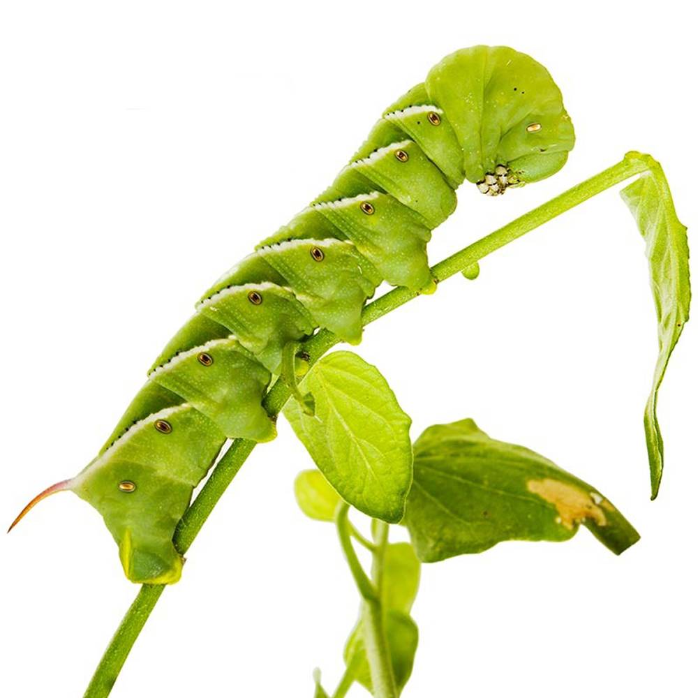 Hornworms for Feeding and Keeping 24ct.