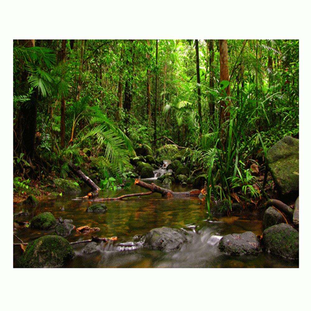 Jungle Aquarium Terrarium Vinyl Background 36x18