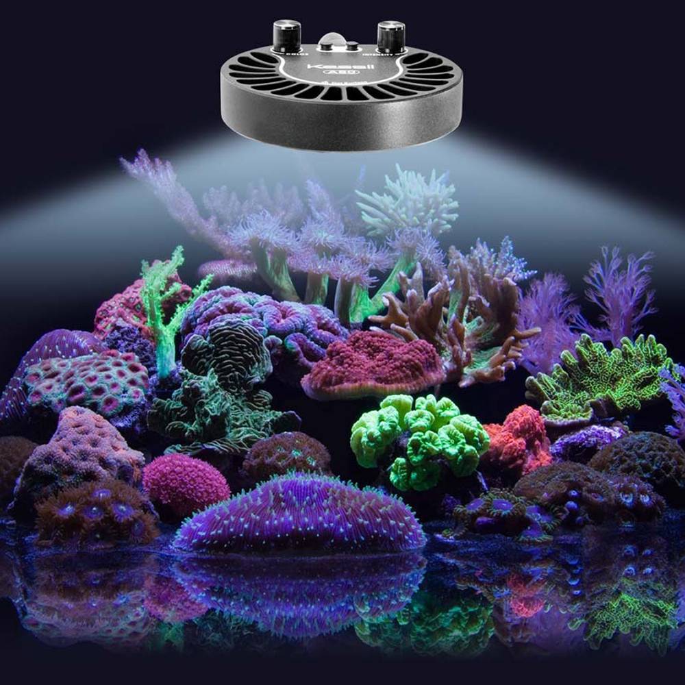 Kessil A80 Tuna Blue High Density LED Aquarium Light