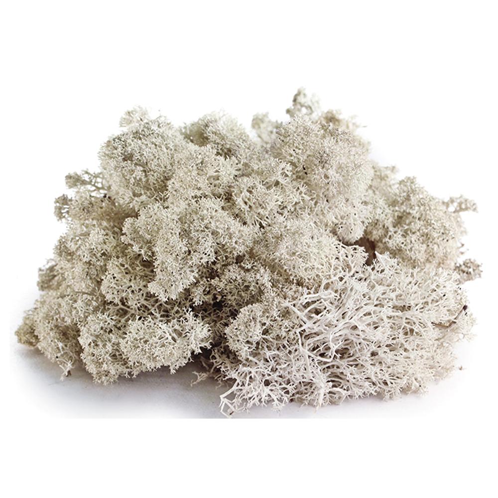 Galapagos Reindeer Moss Terrarium Decoration 150cu. in.