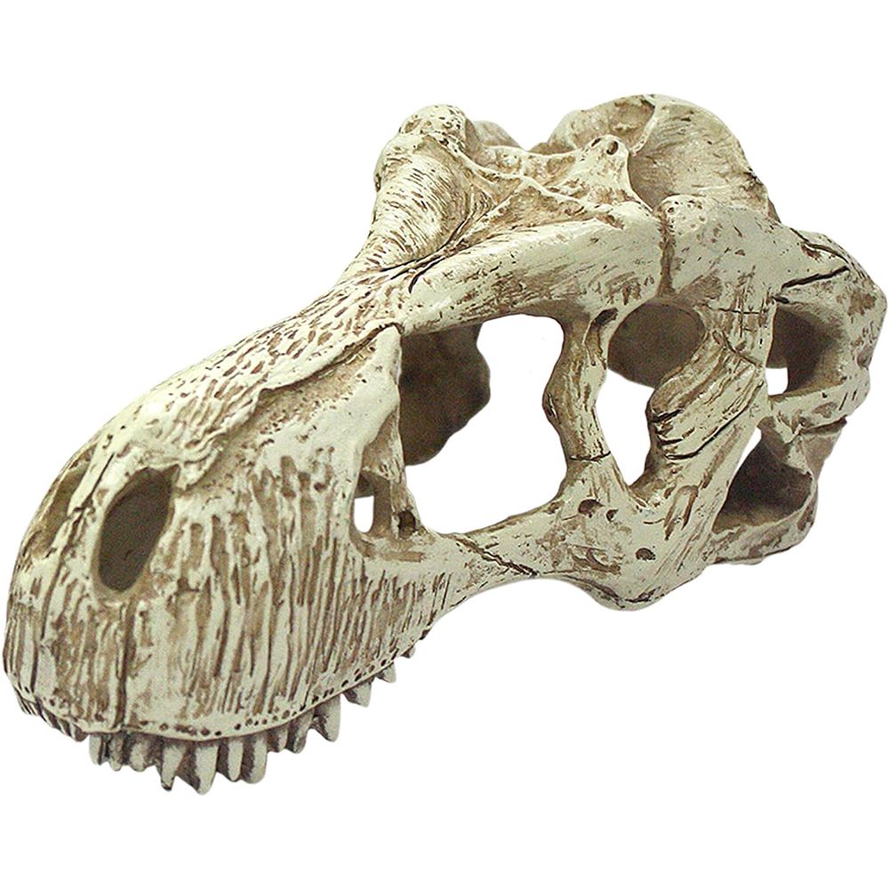 Komodo T-Rex Skull