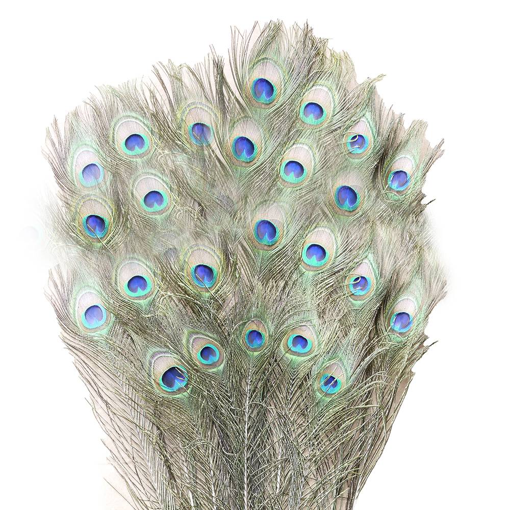 Natural Peacock Feather Cat Toy 24 pack