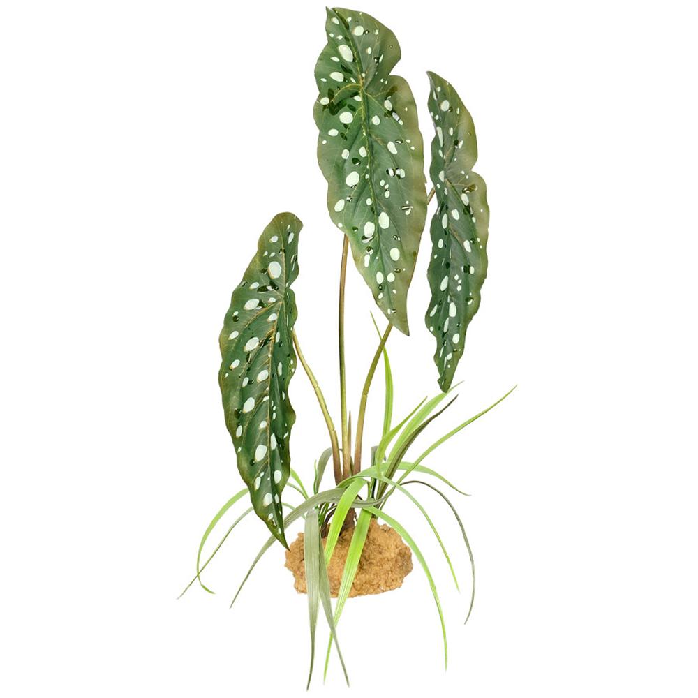 Komodo Spotted Begonia Plant