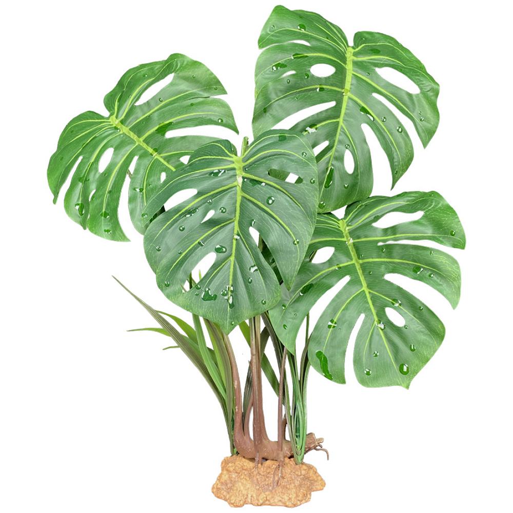 Komodo Monstera Plant