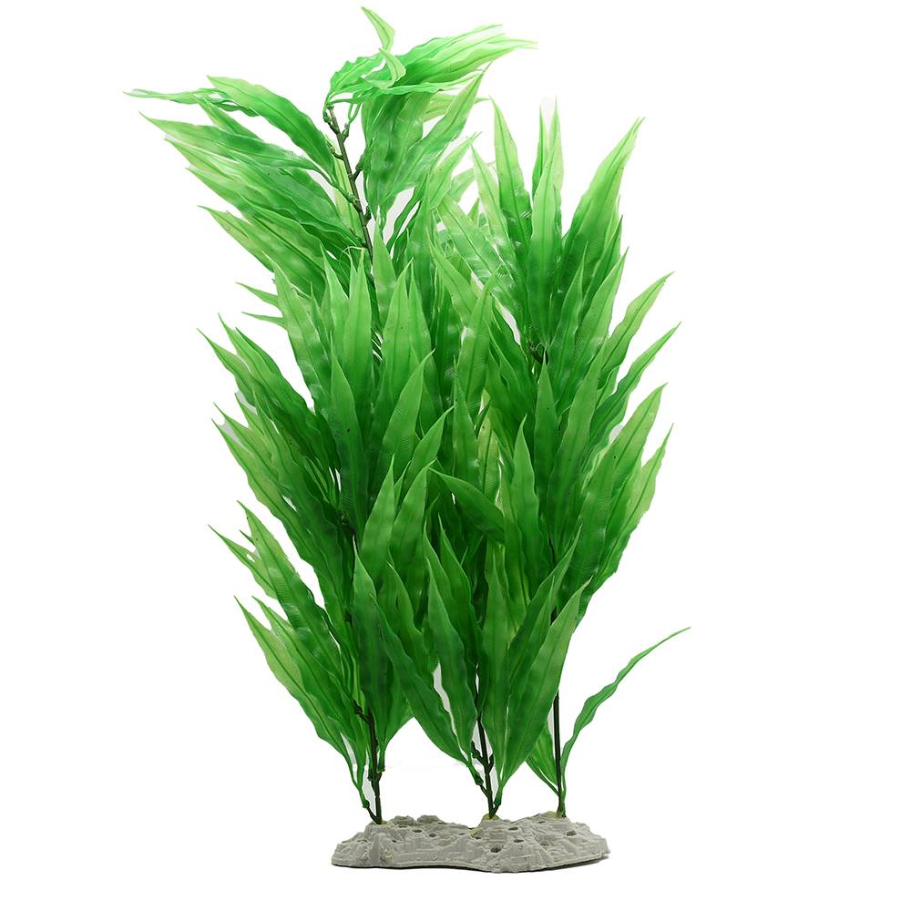 Plant AG Zosterifolia