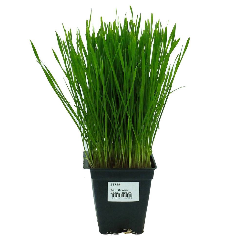 Pet Grass Local Grown