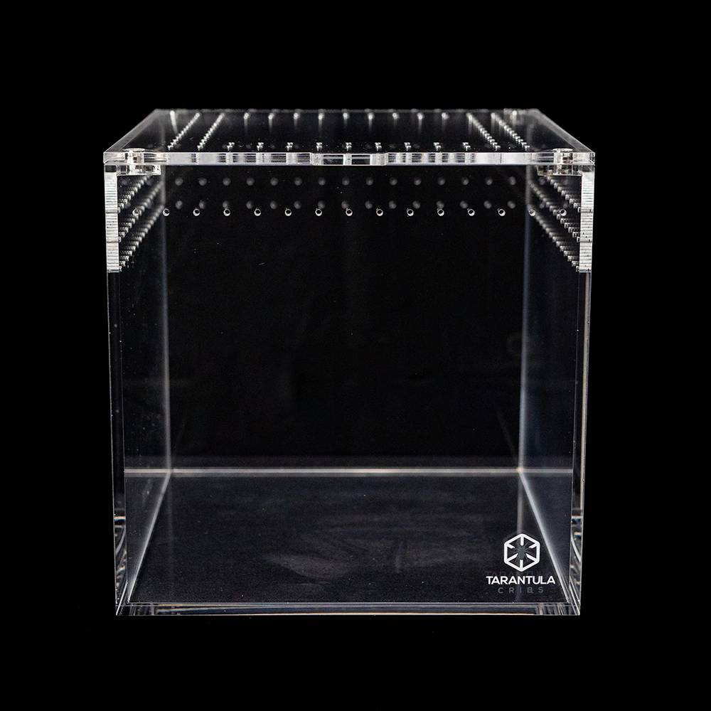 Tarantula Cribs Cube 6 inch