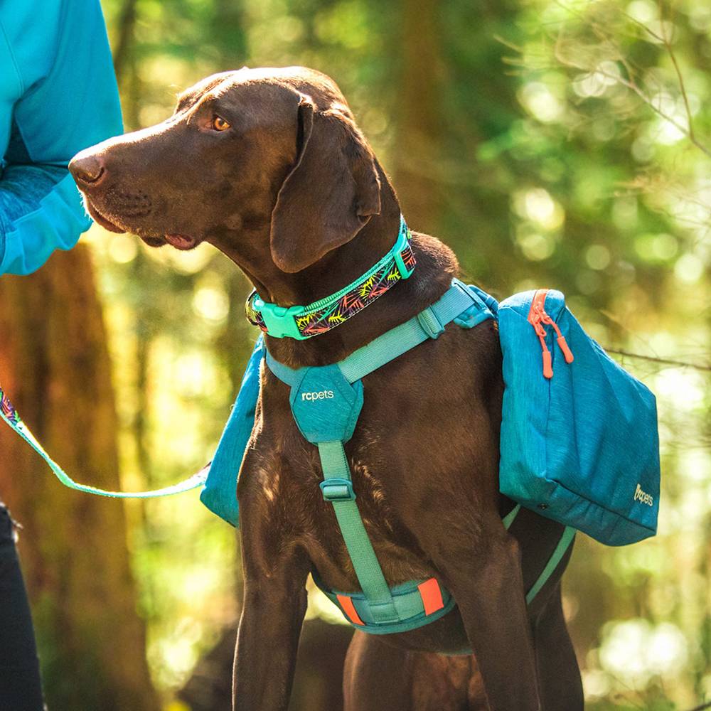 Canine Equipment Ultimate Trail Pack for Dogs Teal XL