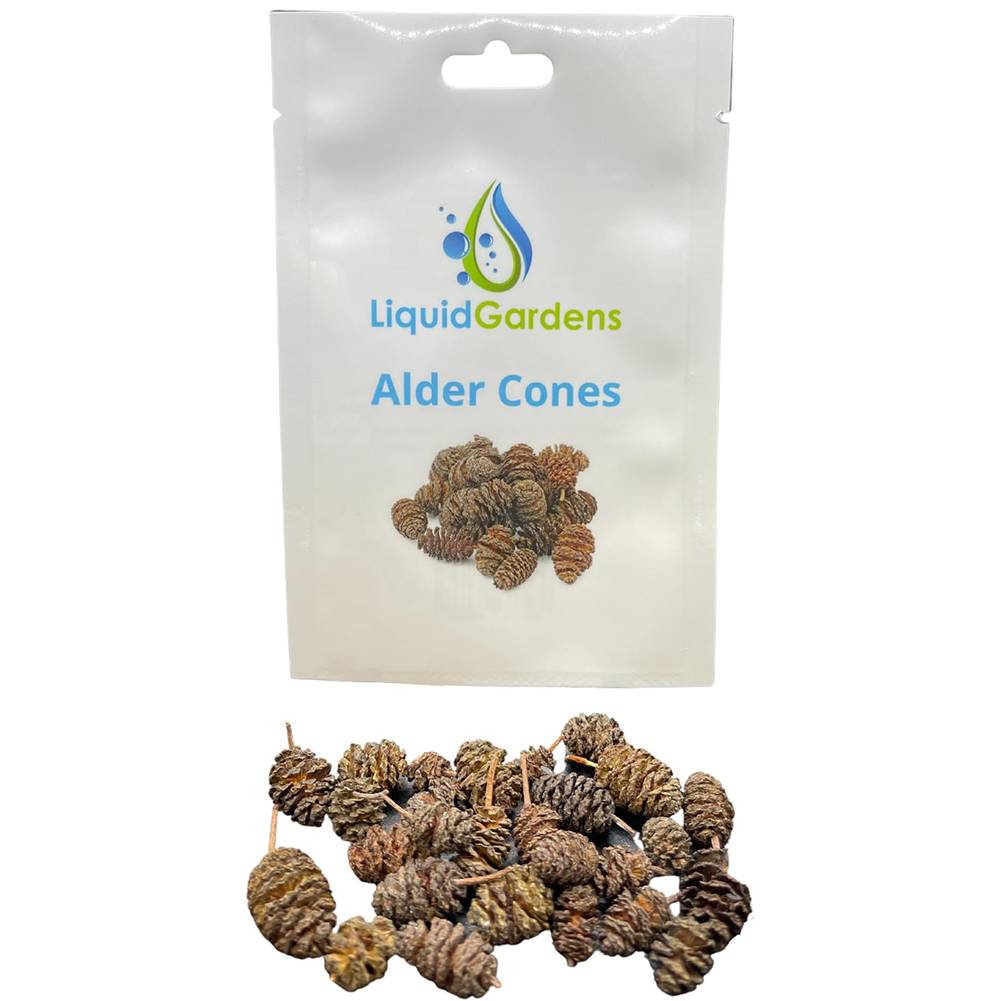 Liquid Gardens Alder Cones