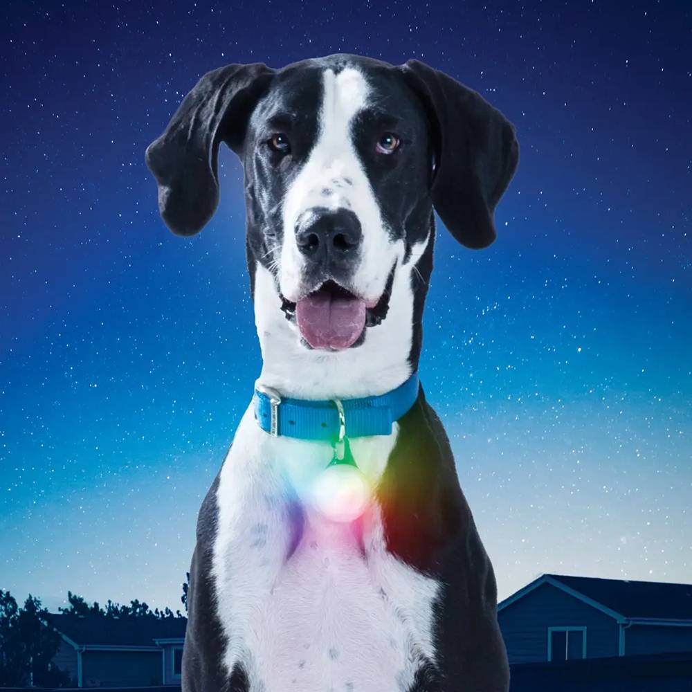 SpotLit XL Disc-O Select Rechargeable LED Collar Light