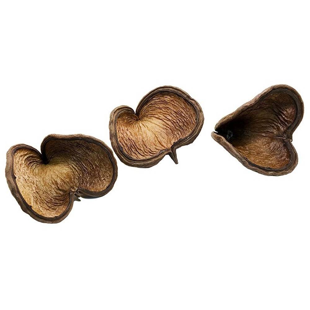Pod Heads Natural Decoration and Habitat for Isopods
