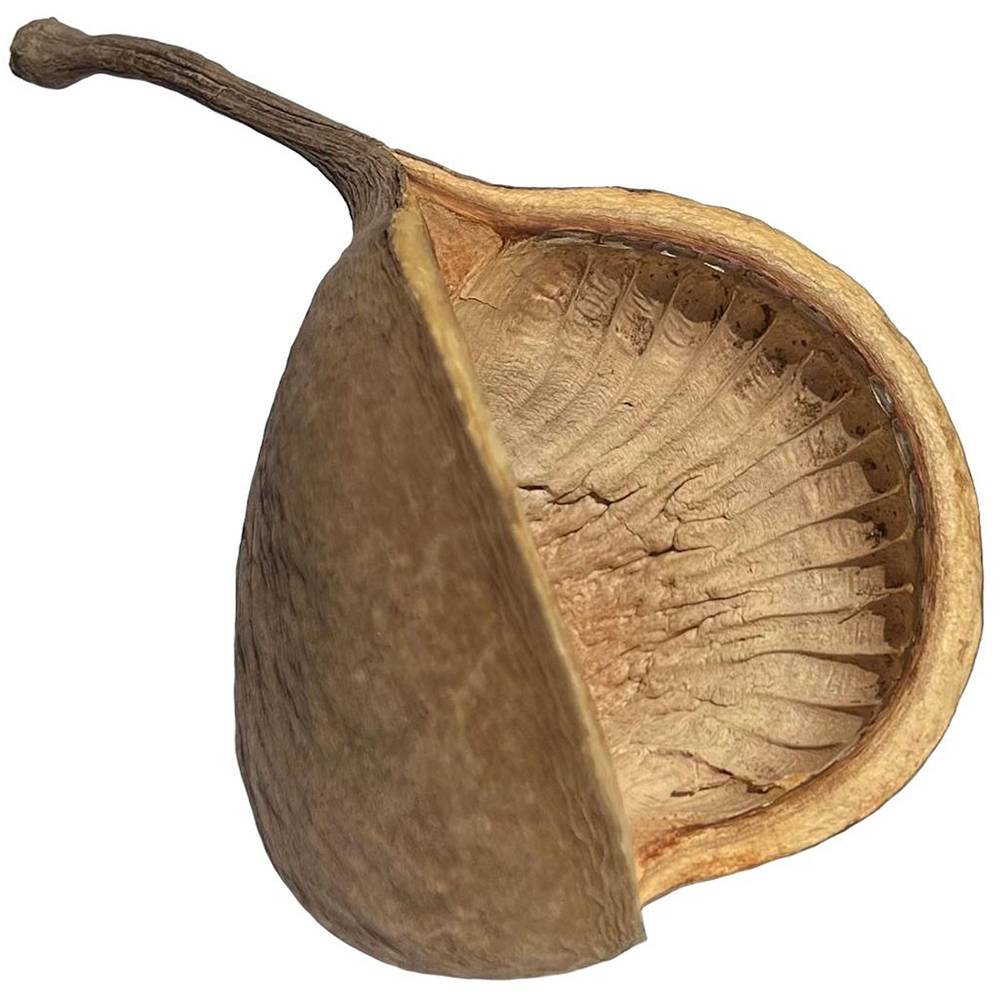 Buddha Nut Pod for terrariums and isopods