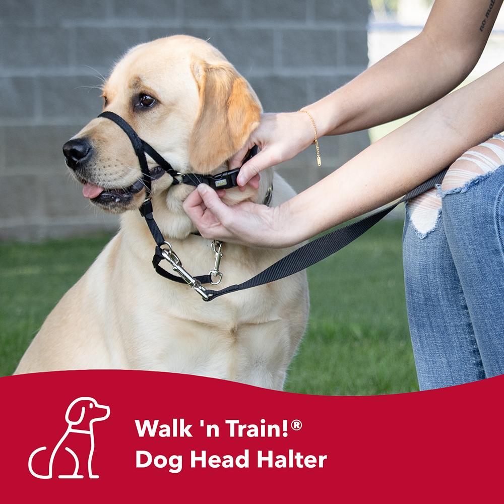 Walk'n Train Head Halter for Dogs Small