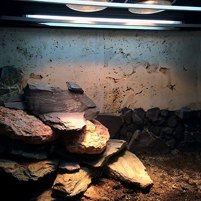 ThermalZoo Pro T5x2 fixture over terrarium