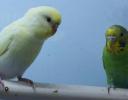 Parakeets