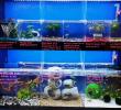 Freshwater Fish and Plants
