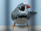 Zebra Finch